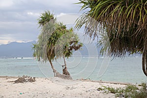 Tree on the beautiful tropical beach