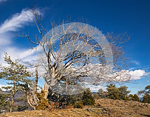 Tree with beautiful Trunk in Winter