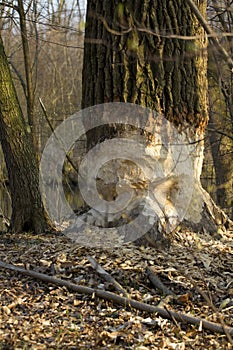 Tree and beaver.