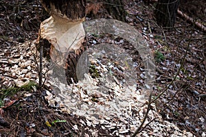 The tree that the beaver has undermined photo