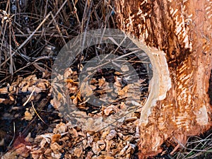 Tree with beaver teeth tracks in a city park near the lake