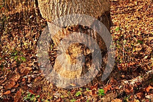 Tree with beaver tooth marks