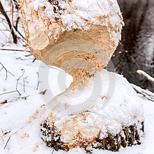 Tree beavers gnaw