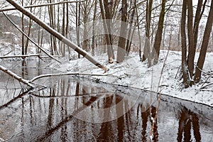 Tree beavers gnaw winter