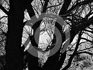 A tree that beavers gnawed on