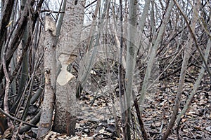 Tree that the beavers gnawed