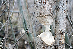 Tree that the beavers gnawed