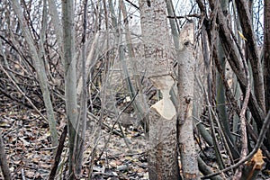 Tree that the beavers gnawed