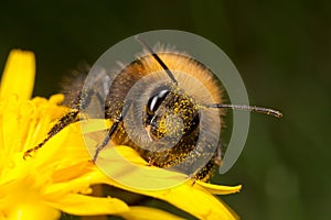 Tree Bee - Bombus hypnorum