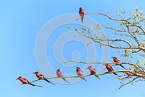 Tree with bee eaters sitting on a branch