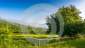 Tree behind the fence on the rural field