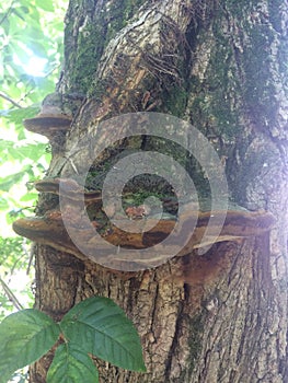 Tree being colonized by a fungus