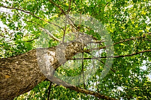 Tree from below