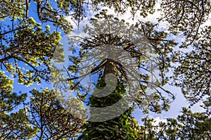 A tree from below in the forest of Villa Gesell, Argentina