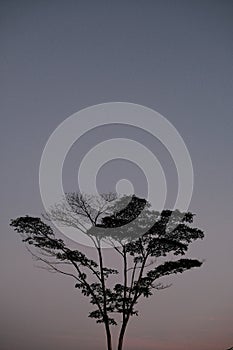 A tree below the morning sky