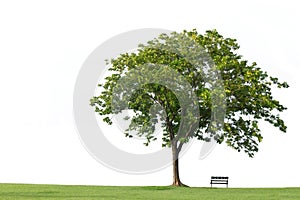 Tree with bench and green grass isolated