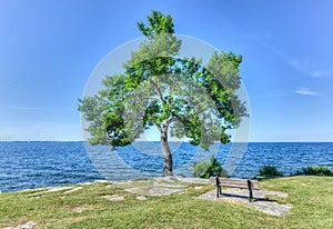 Tree and Bench in MacDonald Park, Kingston, Canada