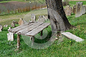 tree and a bench in the old cemetery