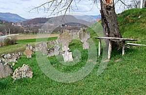 tree and a bench in the old cemetery