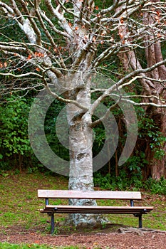 Tree, bench in park and autumn outdoor, nature and environment with location for travel. Rest space in public garden