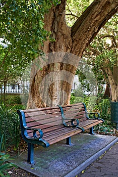 Tree, bench in park and outdoor in nature, environment with location for travel with wooden seat. Rest space in public
