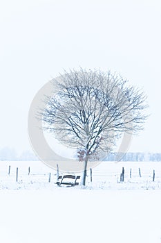 A Tree And A Bench In The Snow