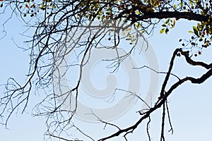 TREE WITH BENT BRANCHES AND SEED PODS AND SCANT LEAVES ON TWIGS