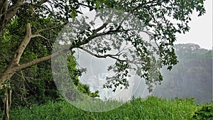 The tree bent its branches over a lush green lawn.