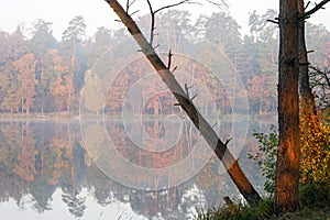 The tree bent over the lake against the backdrop