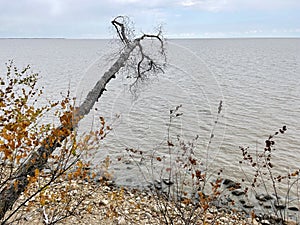 Tree bent over Lake Khanka in autumn. Russia, Primorsky Krai photo