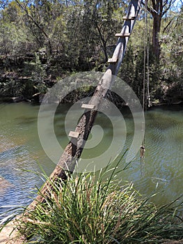 Tree bent over river with swing, Australian countryside