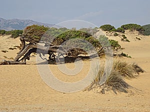 Tree bent by the wind