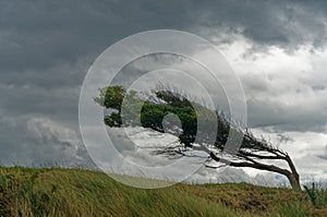 Tree bent by the wind Pohara, Tasman region, New Zealand