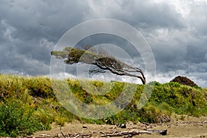 Tree bent by the wind Pohara, Tasman region, New Zealand