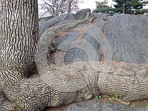 Tree with Big and Long Roots Growing on Rocks.