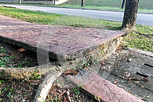 Tree with big roots destroy broke damage walkway pavement