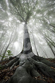 Tree with big roots in enchanted forest with fog