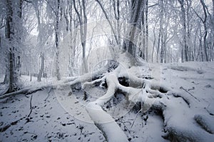 Tree with big roots in enchanted frozen forest in winter