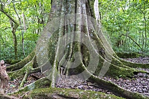 Tree with big roots in forest at Amboro park. photo
