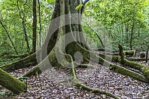 Tree with big roots in forest at Amboro park. photo