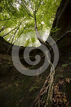 Tree with big roots hanging on cliff in a rainforest