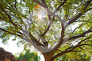 Tree big trunk with branches and green leaf with warm sunlight