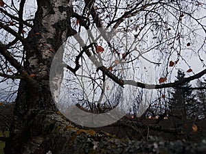 Tree Birch Highquality Nice photo