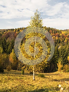 Tree of birch with yellowish leaves in front of a mountain landscape