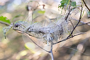 Tree Bird cherry in garden infested with spindle ermine moth caterpillars, covered with webs from the spider moth. Pest house