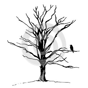 Tree and bird raven silhouette, hand drawn vector illustration