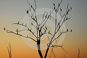 Tree Birds