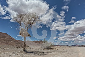 Tree with birds nest with mountains of Namibia desert in background.