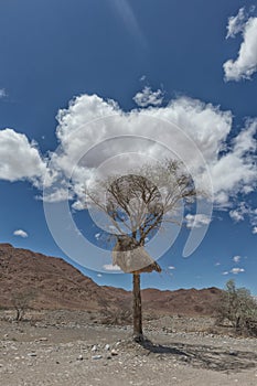 Tree with birds nest with mountains of Namibia desert in background.