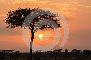 Tree and birds silhouetted at sunrise